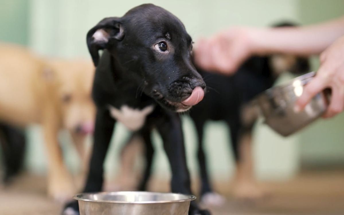 A puppy at the shelter